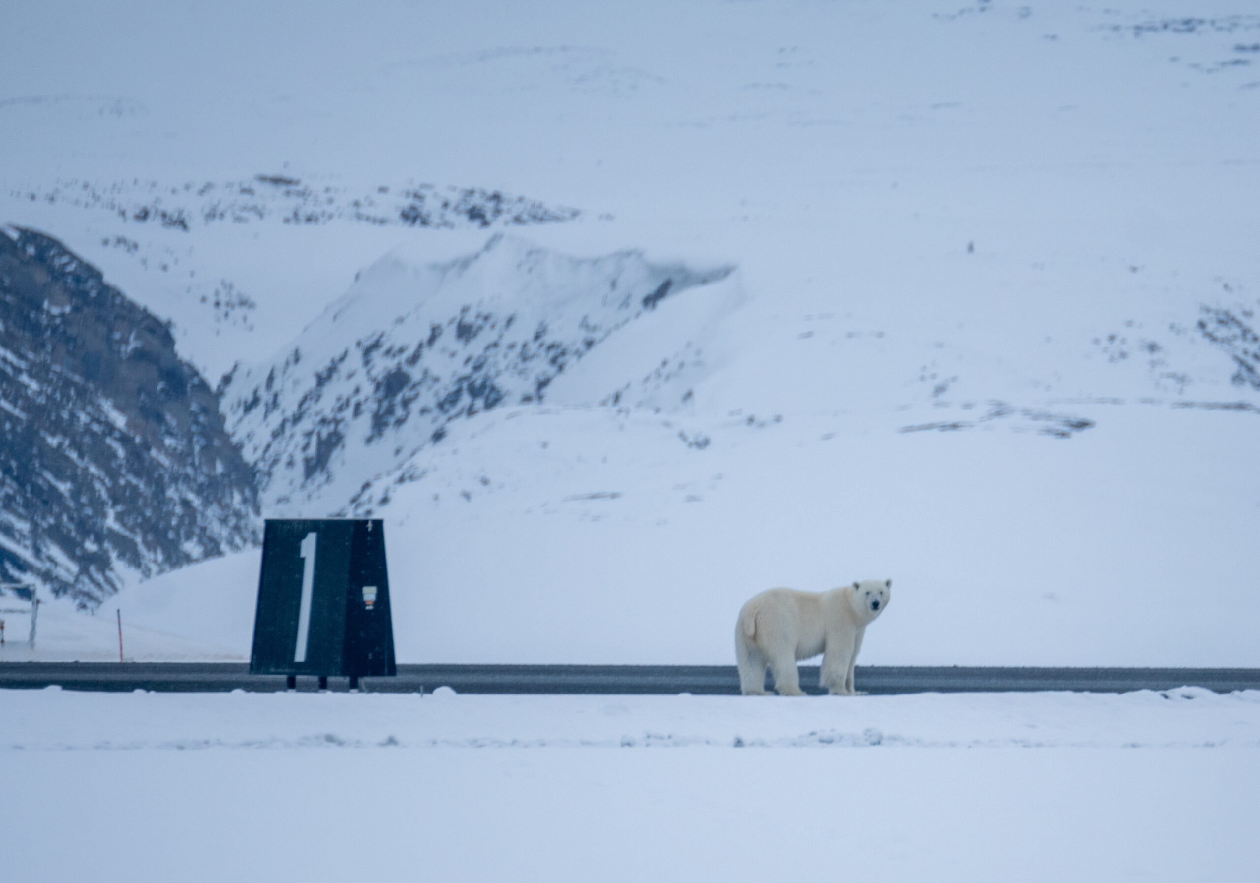 Runway Bear (May 2024)
