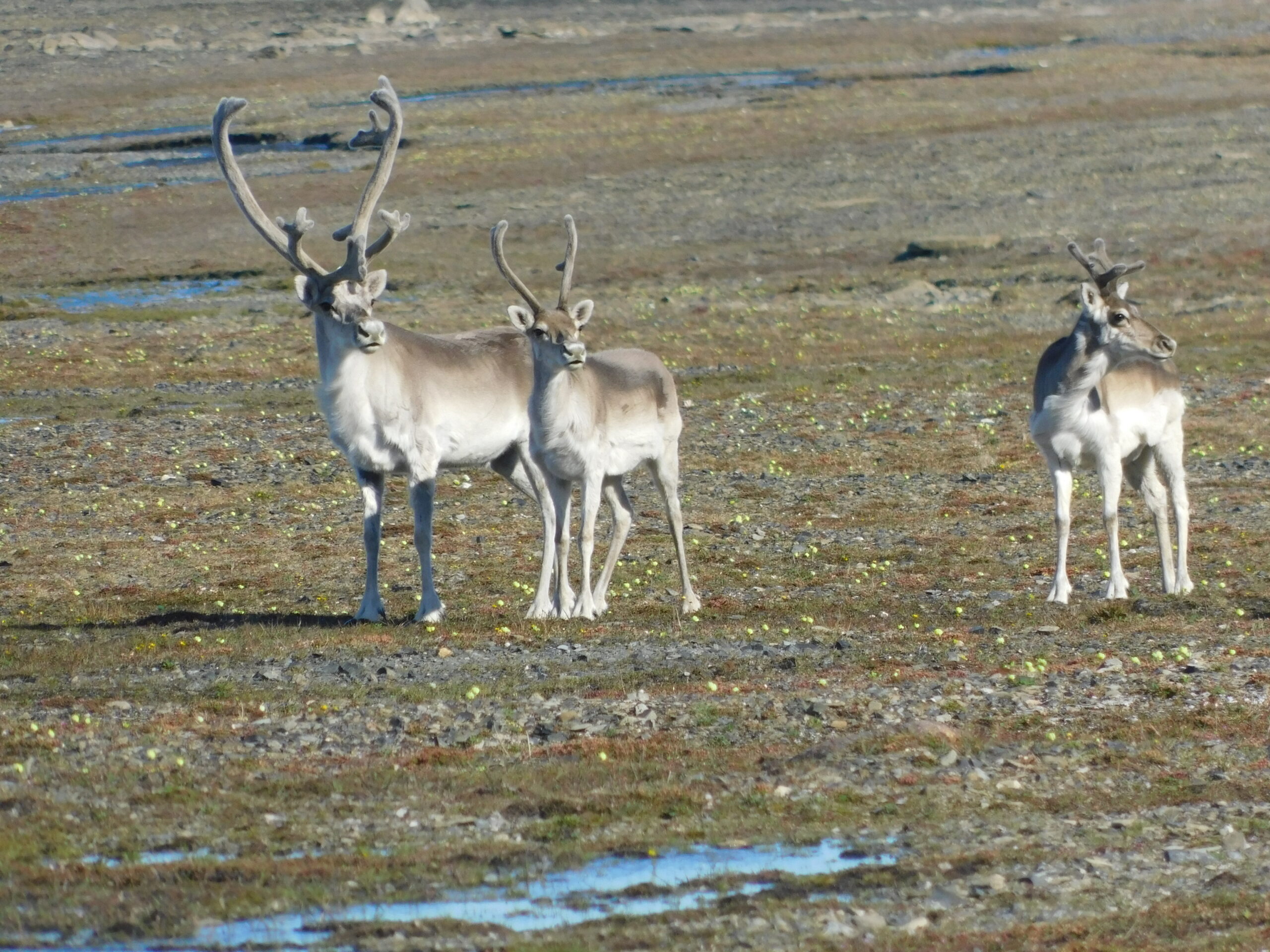 Caribou (July 2024)