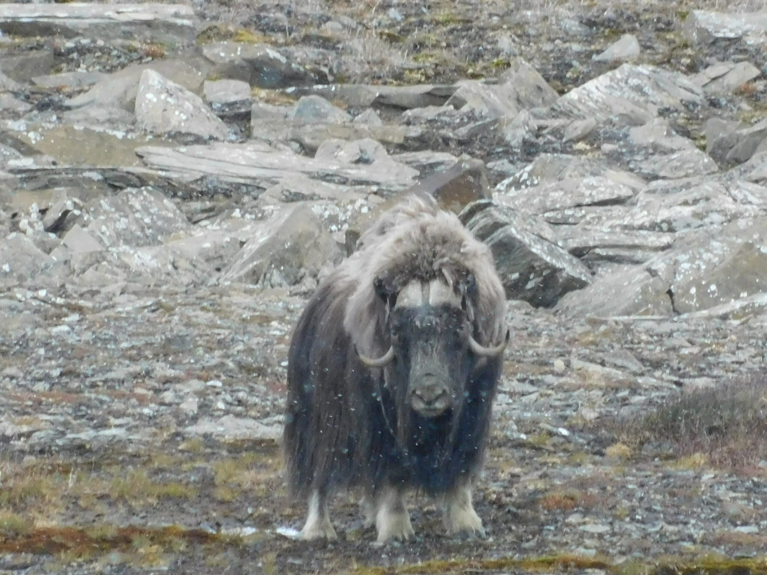 Muskox (August 2024)